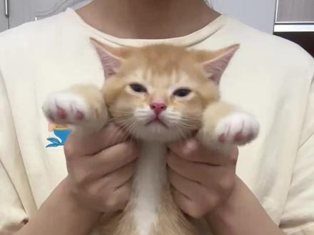 小猫咪必做的社会化训练
#猫咪 #它真的好像个小宝宝 #动物的迷惑行为 #养猫的乐趣