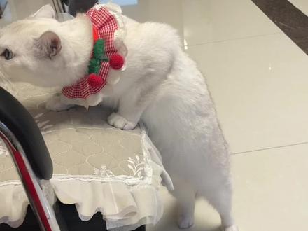 我放弃,这是一只#唐氏猫 ……
#变声