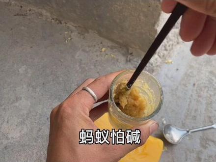 太多蚂蚁不用担心,消灭蚂蚁的方法,想要完全消灭“一锅端”,方法其实很简单