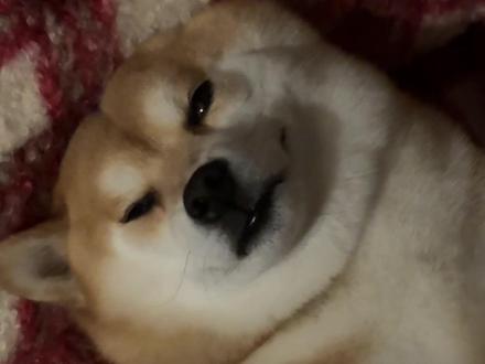 虽迟但到 夜间周记一则
