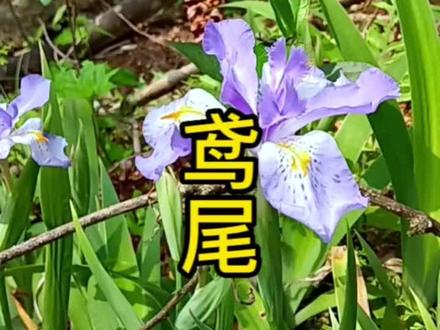 鸢尾,这个品种叫蝴蝶花,月干之草,有小毒。#识百草 #大自然的馈赠 #中草药知识 #健康创作者扶持计划 #识百草
