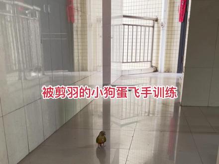 被剪羽的小狗蛋飞手训练
#手养鹦鹉 #鹦鹉 #带标识合法鹦鹉 #鹦鹉训练教程 #小太阳鹦鹉