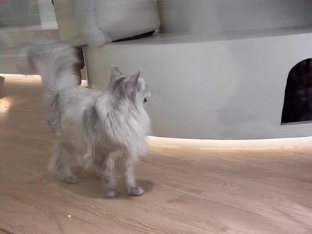这个视频每一只猫猫都很可爱#远剑猫爪俱乐部