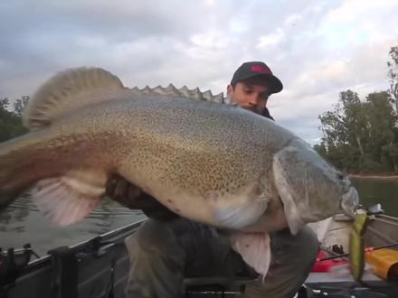 鳕鱼只要失去鱼头,就会儿孙满堂! #鳕鱼#新农人计划2024