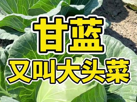 甘蓝又被称为大头菜、包菜,你知道甘蓝什么季节种植合适吗?#甘蓝 #三农 #农业种植