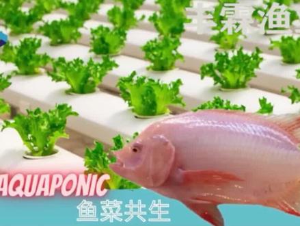 #三农 #鱼菜共生技术鱼菜共生系统讲解得最详细的版本了#下集更精彩未完待续 #抖音热门小助手