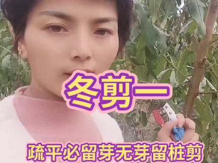 桃树修剪短视频分享