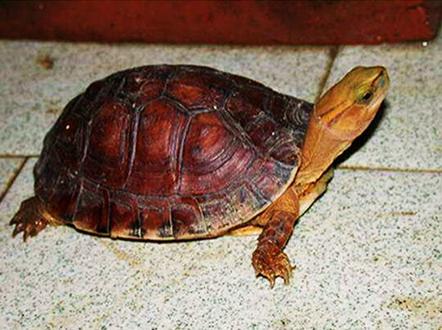 #动物趣闻
中国十大名贵乌龟