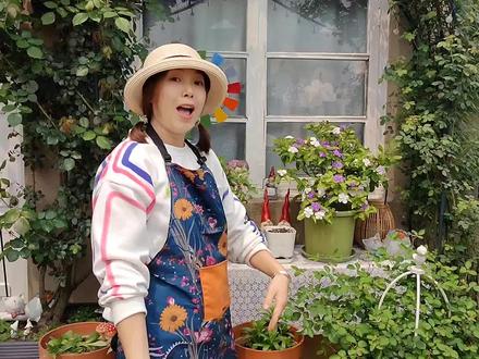 花开两色,满园飘香,你被我的鸳鸯茉莉种草了吗?#这个花园小屋装满了春天 #花园生活