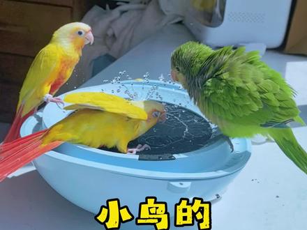 天气越来越热了,这个太阳能鹦鹉浴盆是我们家8只鸟最近的快乐源泉,每天中午排队玩!太阳能超级方便,自动充电,只需要按一下开关就跟个小喷泉一样,一直喷淋,而且有三个完全不同的喷头,可以给小鸟玩#sheggell #鹦鹉 #鹦鹉洗澡 #养鸟日常 #养鸟经验分享