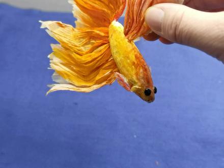 用卫生纸做一条泰国斗鱼,创意纸艺手工教程 #手工diy #手工 #变废为宝 #手工艺术 #创意手工 #手工教程 #原创手作 #变废为宝手工 #爱手工爱生活 #皱纹纸
