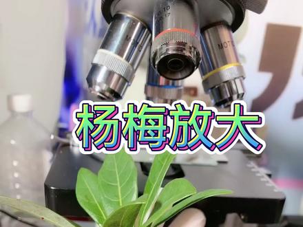 杨梅长毛了 放大看看 #杨梅