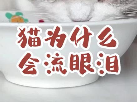 猫为什么会流眼泪 #萌宠 #冷知识 #萌宠出道计划 #猫咪 #科普 #宠物 #dou是知识 #宠物科普 #记录猫咪日常 #我要上热门 @DOU+小助手