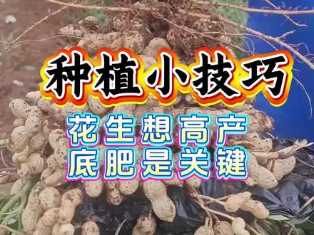花生高产技术 花生想高产底肥是关键#花生 #花生种植 #花生管理 #花生高产 #花生种植技术