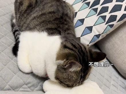 随身携带的阿贝贝,谁也不许碰#猫咪的阿贝贝 #奶凶奶凶的猫咪