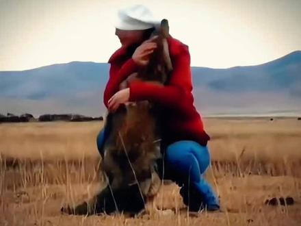 #重返狼群纪录片观后感 重返狼群就是一个彻头彻尾的骗局!这件事中唯一的牺牲品就是格林这匹狼!别着急喷,听我娓娓道来!#重返狼群 #你重返狼群吧 #格林如果还活着已经16岁了