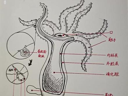 手绘生物结构图 give me a ZAN