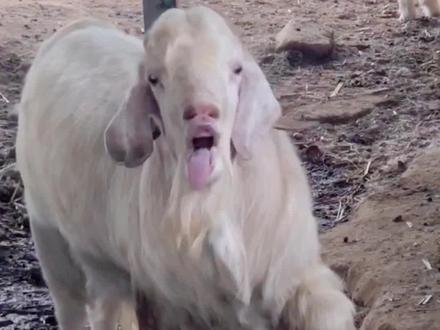 五台山慧迎护生园,大公羊为了搭讪小伙伴居然一个劲的吐舌卖萌,太搞笑啦!#五台山 #羊 #搞笑 #动物