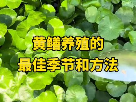黄鳝养殖的最佳季节和方法#黄鳝#黄鳝养殖 #野生黄鳝 #水产养殖 #水产养殖技术 @抖音小助手 @抖音作者助手