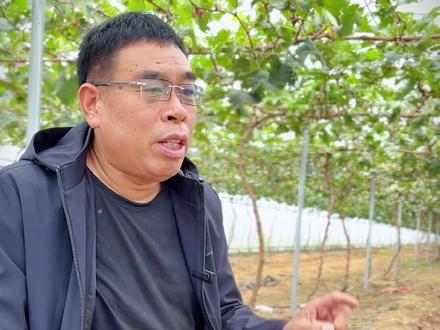 果树秋季施肥能用尿素吗葡萄种植秋施基肥需要掺尿素吗尿素氮肥的正确施肥方法尿素是什么肥料#葡萄种植 #秋施基肥 #葡萄施肥 #果树秋季施肥 #尿素 @DOU+小助手