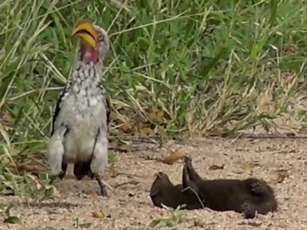 (修改版)动物救助合集,救助需要看具体情况#动物的迷惑行为 #动物救助