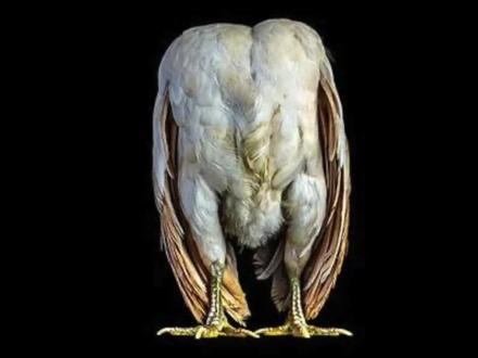 除了胸还是胸的马来鸡,为什么在国内搜不到?这事得问问 @跳伞潜水员 #马来鸡 #沙雕 #涨知识