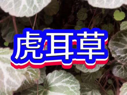 这种植物现在很少了!#草本植物 #植物科普