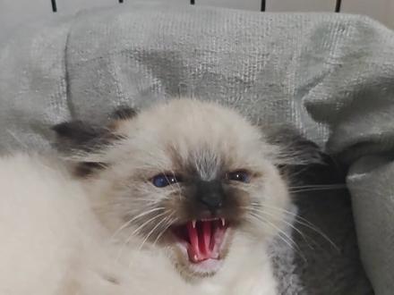 咖啡豆01-哈气大将军 #杰式老方 #传奇训猫师