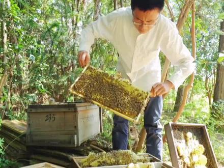 中蜂老王妙用,借蜂合并组建双王群。#中蜂养殖