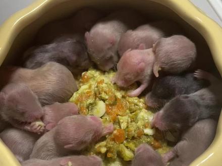 10天大的宝宝可以吃辅食啦!一定要长的胖胖哒 #养鼠日常分享 #萌宠出道计划 #哈基米 #仓鼠