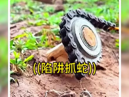 三哥布置巧妙的陷阱来抓捕咬死奶牛水牛的辣条!#野生动物零距离 #动物的迷惑行为 #国外合法狩猎 #毒蛇