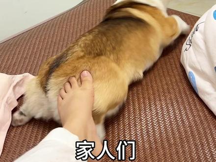 这是为什么?#柯基 #萌宠出道计划 #抖in萌宠计划