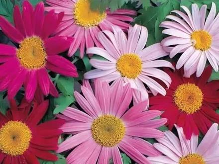 #除虫菊 #播种方法 #家庭养花 #阳台花园 #庭院 @抖音小助手 @DOU+小助手 @DOU+上热门