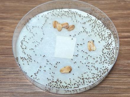 完蛋了家人们,黏菌挂掉了 #玩个很新的东西 #黏菌