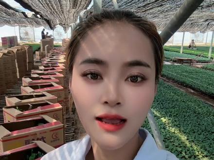 预防病毒病一定冲破毒#病毒克星