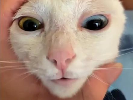 ai这个饺子也特别好吃特效教程 #ai这个饺子也特别好吃 #这个饺子也特别好吃 #这个饺子也特别好吃啊