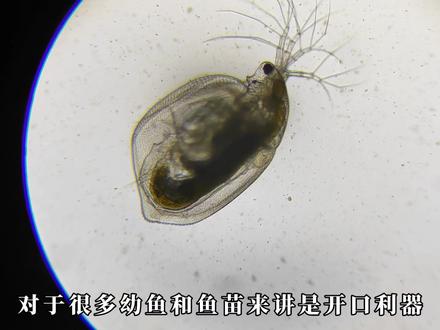 【微观世界】剑水蚤和圆水蚤怎么区分?蛋白虫长什么样?