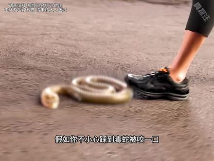 蚂蚁咬人为什么会痛? #科普一下 #蚂蚁 #冷知识