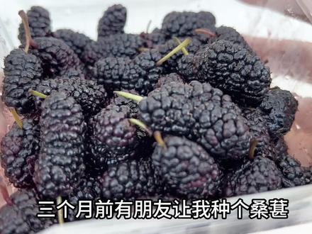 三个月前网友让我种的桑葚,终于长成树啦!#种桑葚 #阳台盆栽 #种水果 #种植的乐趣 #阳台种植 #盆栽水果 #家庭种植