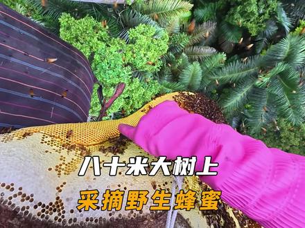八十米参天大树,收割十多斤的野生蜂蜜#野生蜂蜜 #大挂蜂 #户外 #荒野 #记录