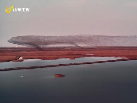 #多角度直击东营黄河口壮观鸟浪 疑似庄子《逍遥游》写作灵感曝光!最后那个镜头太像鲸鱼了吧~#网友镜头里的山东#最美中国