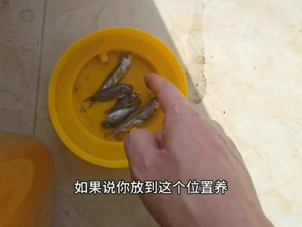 竹节草百问百答【二十五】,竹节草在太阳散光的地方养,不要太阳直射,到底啥叫太阳散光?#竹节草#疯狂的竹节草