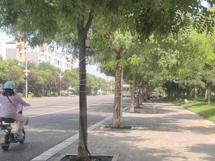 #上热门 #正定口哨哥 #原创视频 #正定口哨哥爱音乐 口哨版星星点灯原创无声卡