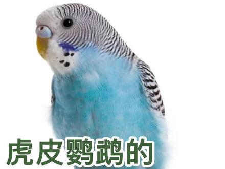 虎皮鹦鹉的正确饲养方法#虎皮鹦鹉#虎皮鹦鹉饲养#虎皮鹦鹉饲养方法