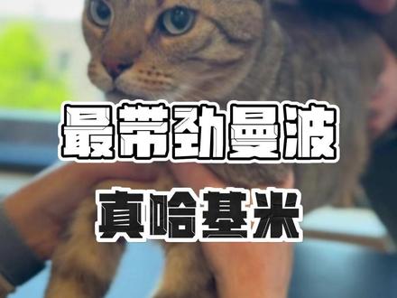 史上最带劲的一声曼波! #哈基米 #小猫 #曼波