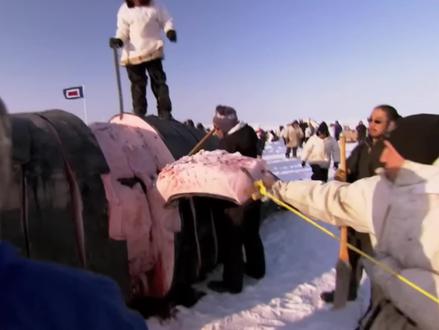 走进现代化的因纽特人捕捉独角鲸来度过北极的极夜,他们的生活方式又有哪些变化? #因纽特人 #因纽特人的生活