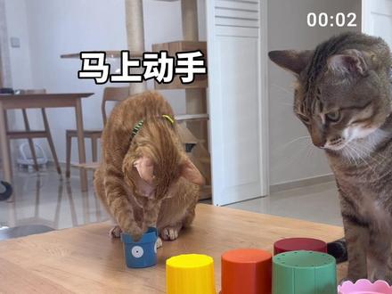 大咪啊大咪… #大咪和小咪的日常