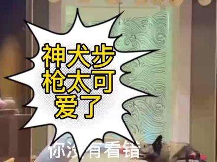 神犬步枪:这是一只重感情!听懂人话的神犬,与酒哥相处8年了 #百万网红的日常 #神犬步枪