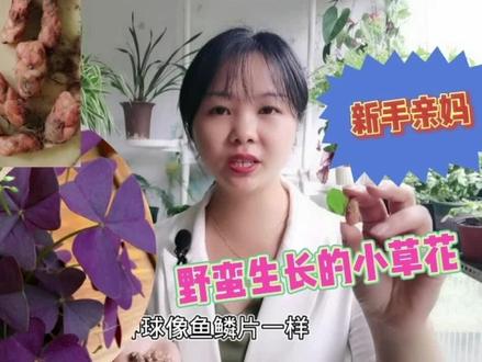 几颗鱼鳞果,20天长成一盆紫蝴蝶,花期大半年,野蛮生长的草花