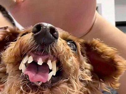 摸摸哥教学如何让狗狗有人性#摸摸哥 #这一口会很疯狂 #泰迪